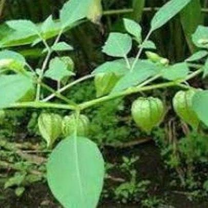 Daun Ciplukan - Physalis Angulata Leaf (Dried and Powder)