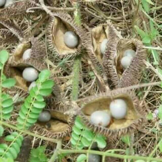 Buah Kebiul Gorek Biji Paring Kalaloyang Caesalpinia bonduc