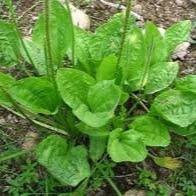 Daun Sendok Sendokan - Plantago major Leaf (Dried and Powder )