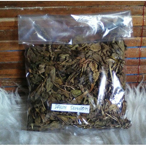 Daun Sendok Sendokan - Plantago major Leaf (Dried and Powder )