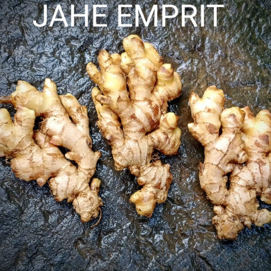 Jahe Emprit (Ginger) Zingiber officinale var. amarum [Dried and Powder]