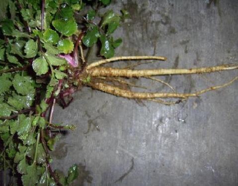 Akar Purwaceng  purwoceng, Antanan Gunung Pimpinella Pruatjan Root (Dried and Powder)