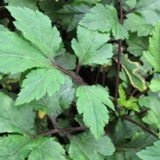 Akar Purwaceng  purwoceng, Antanan Gunung Pimpinella Pruatjan Root (Dried and Powder)
