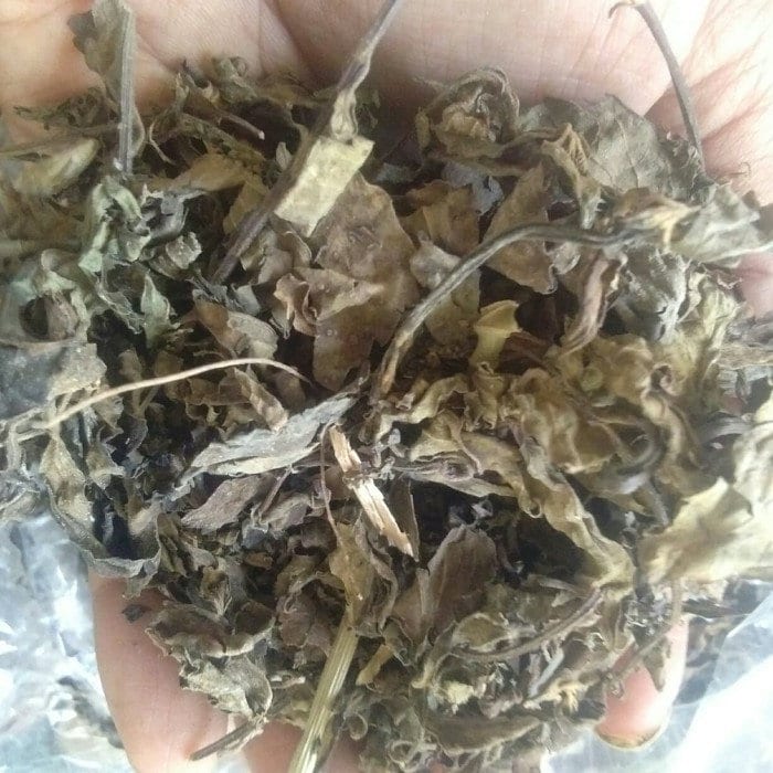 Daun Srigunggu Gurah Srigunggu Senggugu Rotheca serrata Leaf
