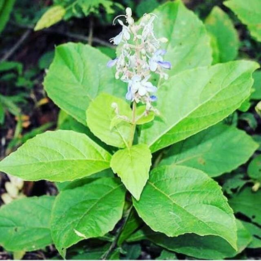 Daun Srigunggu Gurah Srigunggu Senggugu Rotheca serrata Leaf