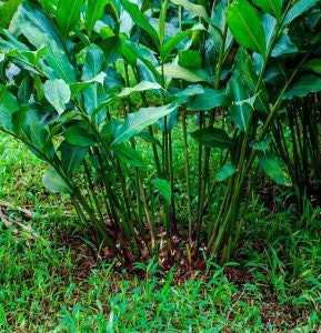 Buah Kapulaga (Cardamom) Whole Bean Amomum compactum Fruit (Dried Seed and Powder Seed)