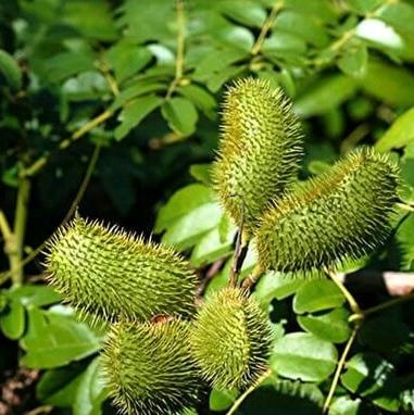 Buah Kebiul Gorek Biji Paring Kalaloyang Caesalpinia bonduc