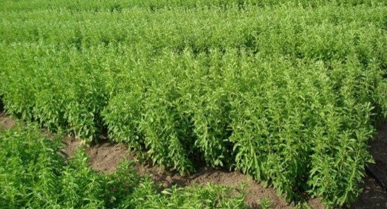 Daun Stevia - Stevia Rebaudiana Leaf (Dried and Powder)