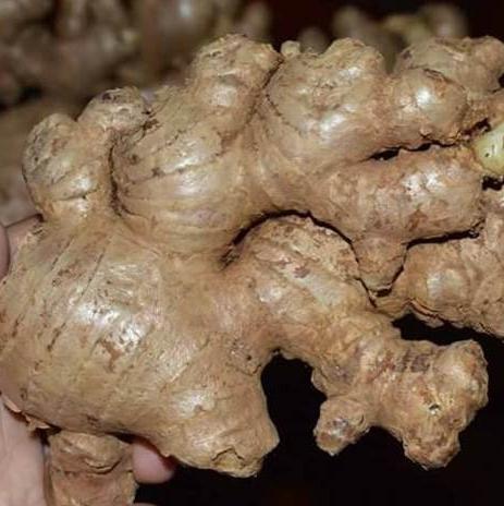 Jahe Gajah (Ginger) Zingiber officinale (Dried and Powder)
