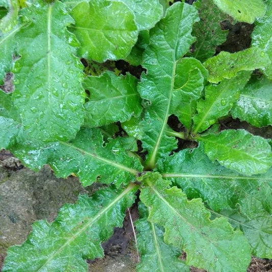 Daun Tapak Liman - Elephantophus scraber L Leaf (Dried and Powder)
