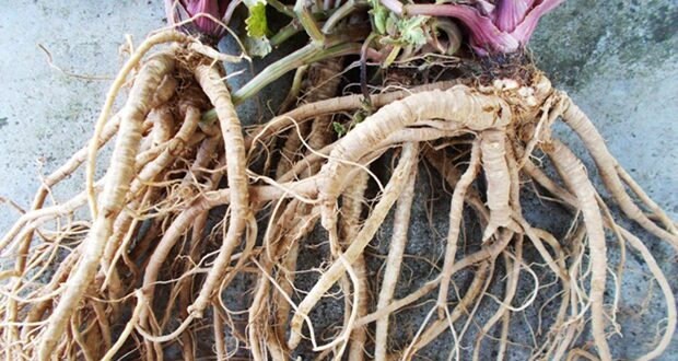 Akar Purwaceng  purwoceng, Antanan Gunung Pimpinella Pruatjan Root (Dried and Powder)