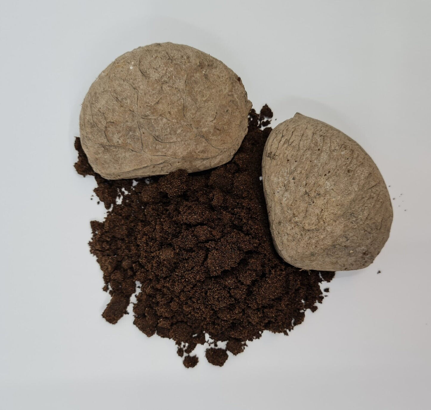 Keluwek Kluwak Kluwek Kepayang Pangium Edule Black Nut
