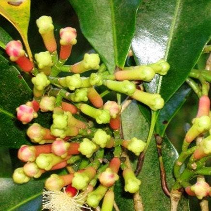 Cengkeh (Indonesian Clove) Syzygium aromaticum