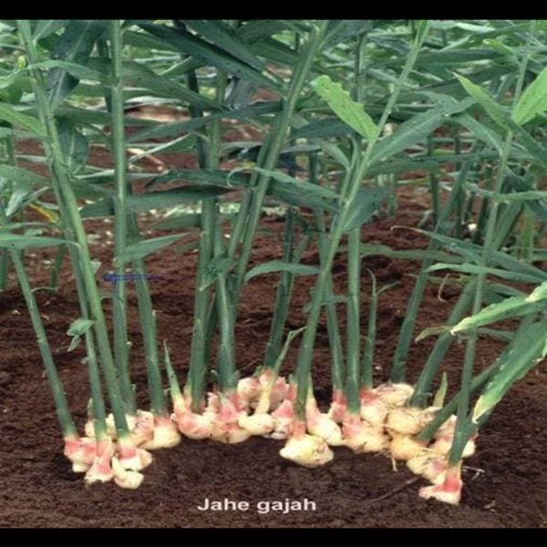 Jahe Gajah (Ginger) Zingiber officinale (Dried and Powder)