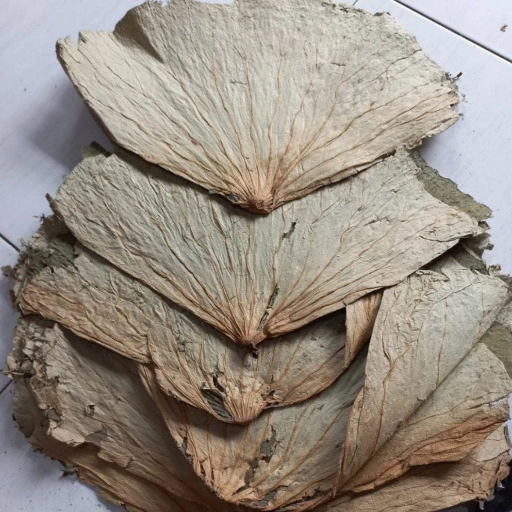 Daun Teratai Kering (Dried Lotus Leaf)