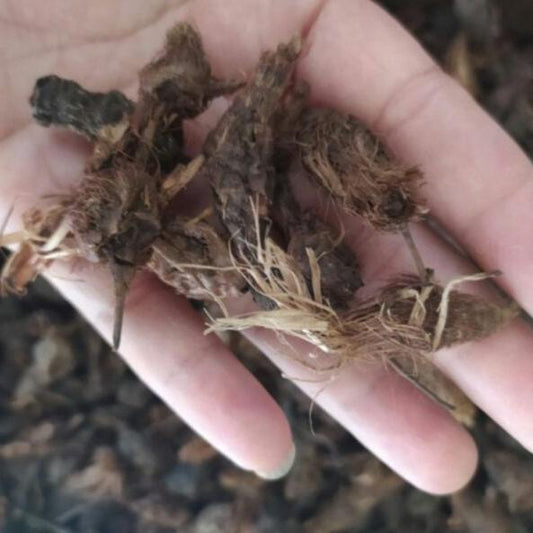 Rimpang Rumput Teki - Cyperus rotundus Roots