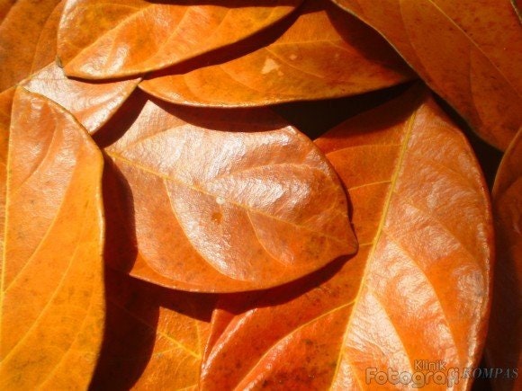 Daun Nangka - Artocarpus heterophyllus Leaf (Dried and Powder)