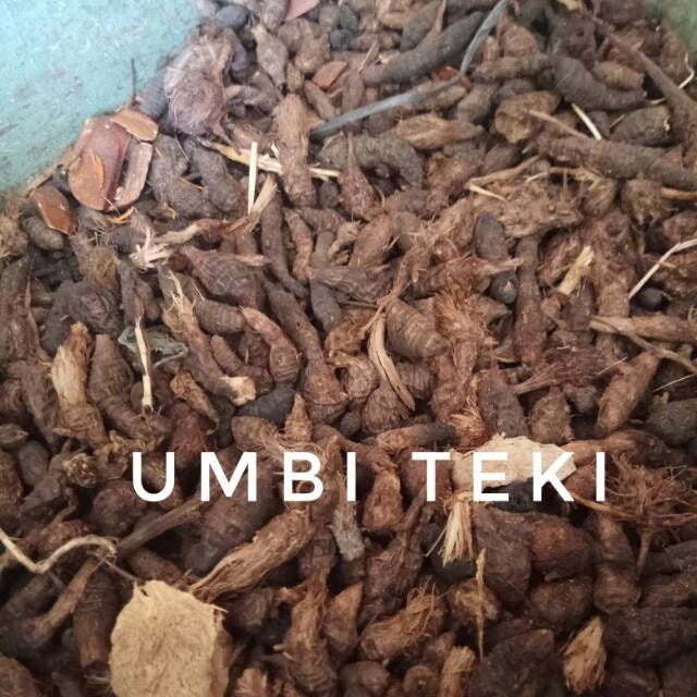 Rimpang Rumput Teki - Cyperus rotundus Roots