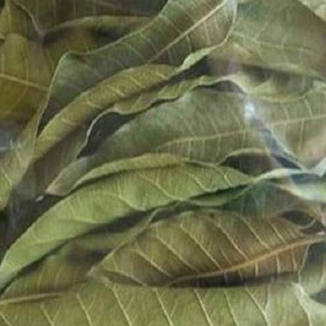 Daun Mangga - Mangifera indica Leaf  (Dried and Powder)