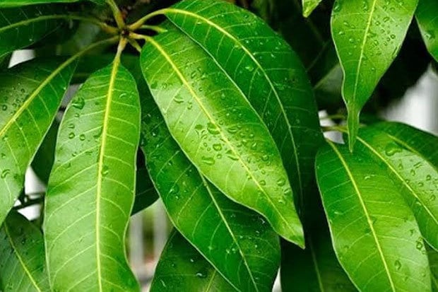 Daun Mangga - Mangifera indica Leaf  (Dried and Powder)