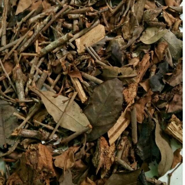 Daun Benalu Kopi Macrosolen cochinchinensis Leaf (Dried and Powder)