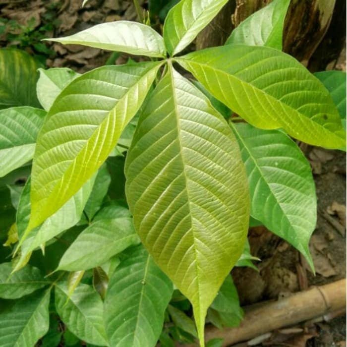Daun Laban - Vitex pinnata Leaf (Dried and Powder)