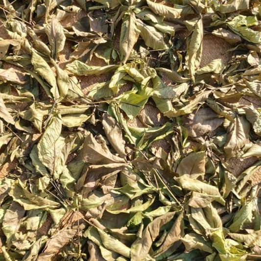 Daun Laban - Vitex pinnata Leaf (Dried and Powder)