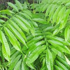 Daun Sungkai/ Jati Sabrang Kering Peronema canescens Leaf (Dried and Powder)