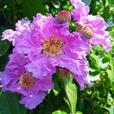 Daun Bungur/Banaba Lagerstroemia speciosa Leaf (Dried and Powder)