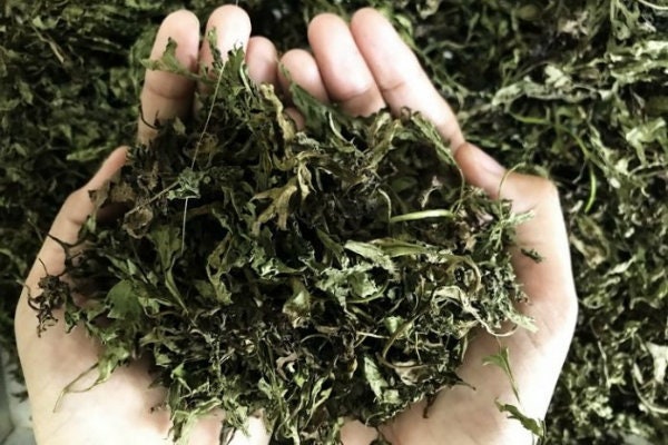 Daun Cakar Ayam - Selaginella doederleinii hieron Leaf (Dried and Powder)