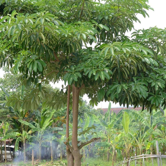 Kulit Kayu Pule Pulai Alstonia scholaris Wood (Dried and Powder)
