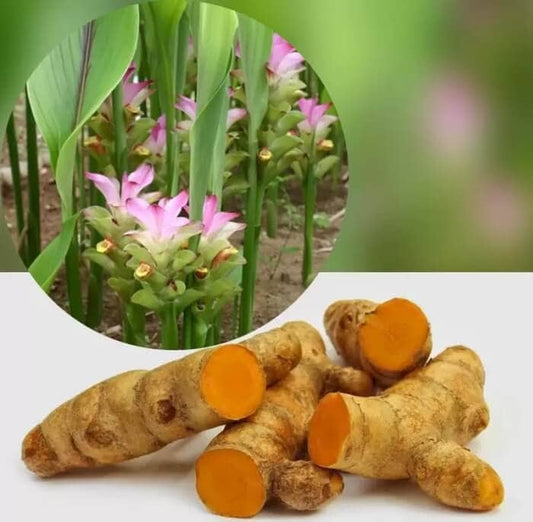 Temulawak (Curcuma Zanthorrhiza) Dried and Powder