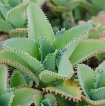 Daun Cocor Bebek - Kalanchoe daigremontiana Leaf (Dried and Powder)