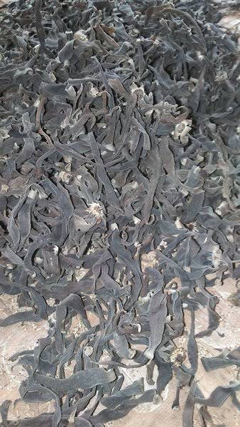 Bunga Kenanga Kering (Cananga Odorata)