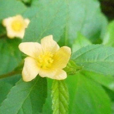 Daun Sidaguri Seleguri Sida rhombifolia Leaf (Dried and Powder)