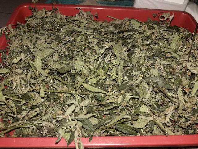 Daun Sidaguri Seleguri Sida rhombifolia Leaf (Dried and Powder)