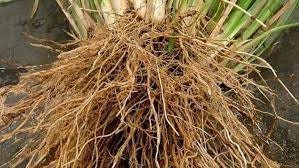 Akar Wangi - Vitiveria zizanioides Root (Dried and Powder)