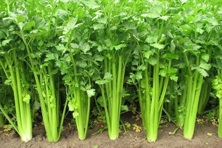 Daun Seledri - Apium graveolens Leaf (Dried and Powder)