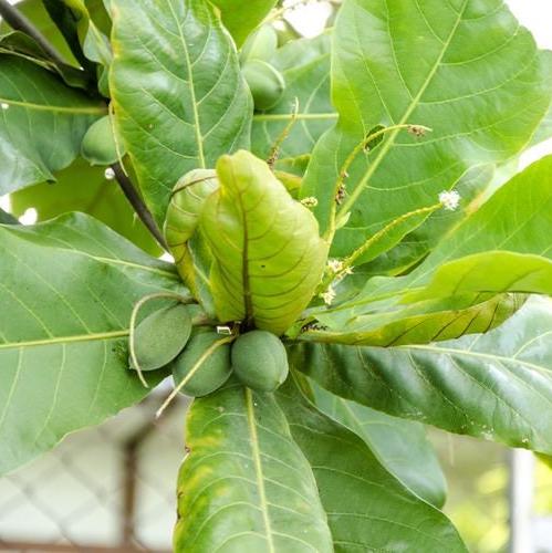 Daun Ketapang - Terminalia catappa Leaf (Dried and Powder)