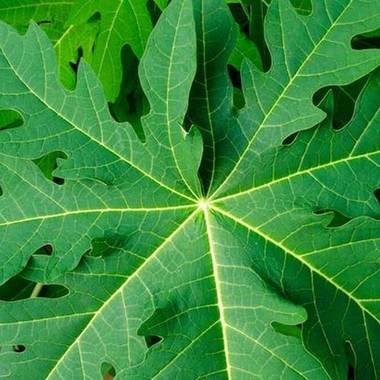 Daun Pepaya - Carica papaya Leaf (Dried and Powder)