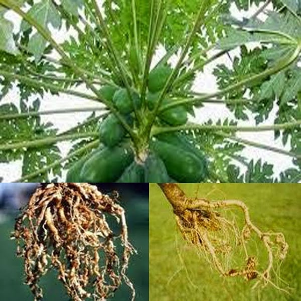 Akar Pepaya Bubuk - Papaya Root Powder