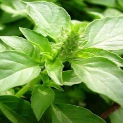 Daun Kemangi - Ocimum basilicum Leaf (Dried and Powder)