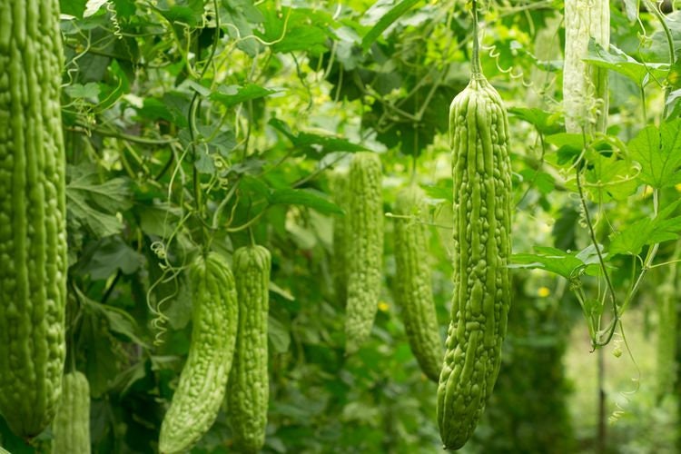 Daun Pare - Momordica charantia L Leaf (Dried and Powder)