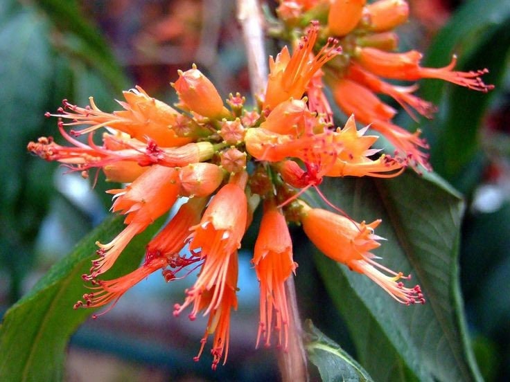 Bunga Sidowayah Kering - Woodfordia Floribunda Salisb Flower Dried