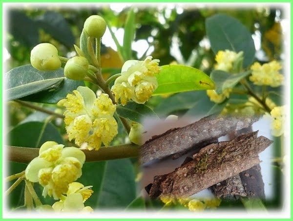 Kulit Krangean  Kering- Litsea cubeba Dried
