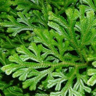 Daun Cakar Ayam - Selaginella doederleinii hieron Leaf (Dried and Powder)