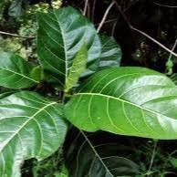 Daun Awar Awar - Ficus Septica Leaf (Powder and Dried)