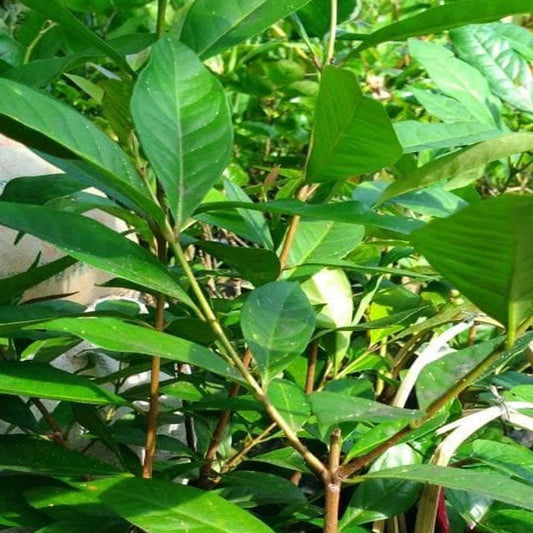 Daun Salam- Syzygium Polyanthum Leaf (Dried and Powder)