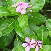 Daun Tapak Dara - Catharanthus Roseus Leaves (Dried and Powder)