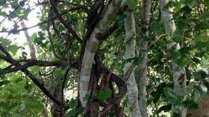 Kayu Ular Serut - Strychnos Lucida